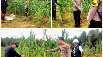 Dukung Program Ketahanan Pangan, Kapolsek Silat hilir IPDA Egidius Egi, SH Lakukan Peninjauan Tanaman Jagung
